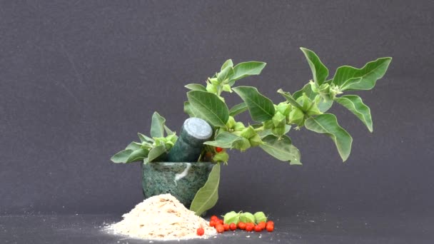 Ashwagandha Plante Medicinale Uscate Rădăcină Frunze Proaspete Cunoscută Sub Numele — Videoclip de stoc