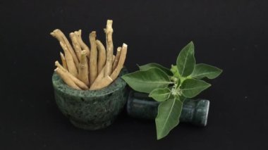 Ashwagandha Kuru Kök Şifalı Bitki ve Taze Yapraklar, Withania Somnifera, Ashwagandha, Hint Ginseng, Zehirli Bektaşi üzümleri veya Kışlık Kirazlar olarak da bilinir. 