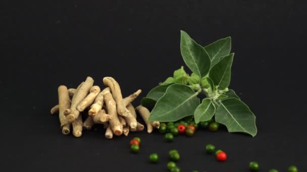 Ashwagandha Dry Root Medicinal Herb Friss Levelekkel Más Néven Withania — Stock videók