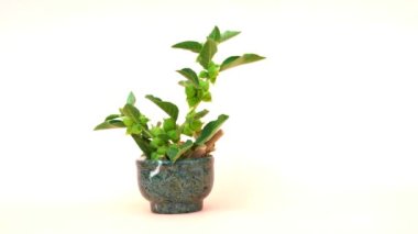 Withania somnifera, genellikle ashwagandha, Hint ginsengi, zehirli bektaşi üzümü ya da kış kirazı olarak bilinir.     