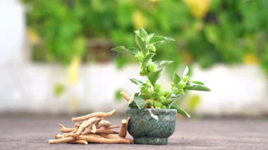 Ashwagandha Kuru Kök Şifalı Bitki ve Taze Yapraklar, Withania Somnifera, Ashwagandha, Indian Ginseng, Poison Gooseberry, veya Winter Cherry olarak da bilinir..