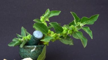 Ashwagandha Kuru Kök Şifalı Bitki ve Taze Yapraklar, Withania Somnifera, Ashwagandha, Indian Ginseng, Poison Gooseberry, veya Winter Cherry olarak da bilinir..