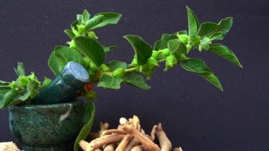 Ashwagandha Kuru Kök Şifalı Bitki ve Taze Yapraklar, Withania Somnifera, Ashwagandha, Indian Ginseng, Poison Gooseberry, veya Winter Cherry olarak da bilinir..