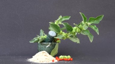 Ashwagandha Kuru Kök Şifalı Bitki ve Taze Yapraklar, Withania Somnifera, Ashwagandha, Hint Ginseng, Zehirli Bektaşi üzümleri veya Kışlık Kirazlar olarak da bilinir. 