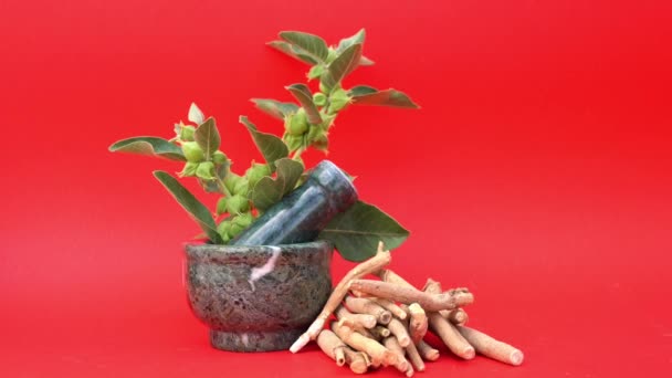 アシュワガンダ インド人参 毒ガチョスベリー または冬のチェリーとして一般的に知られているウィザニアソムニラは ソラナイまたはナイトシェードの家族の植物です — ストック動画