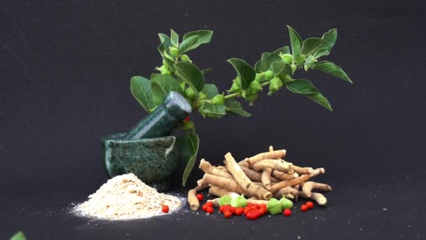 Ashwagandha Dry Root Medicinal Herb Med Färska Blad Även Känd — Stockvideo