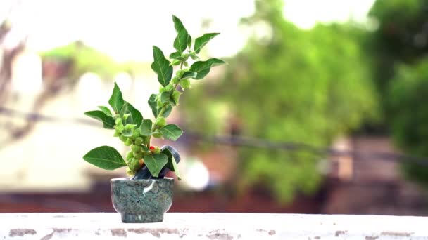 Ashwagandha Conhecida Como Withania Somnifera Solanaceae Planta Fundo Nebuloso Manhã — Vídeo de Stock