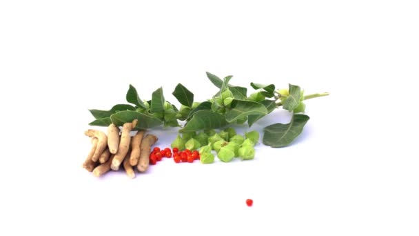 Ashwagandha Γνωστό Withania Somnifera Φυτό Solanaceae Πρωινό Θολό Φόντο Ashwagandha — Αρχείο Βίντεο