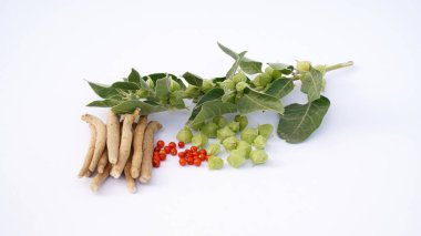 Ashwagandha Kuru Kök Şifalı Bitki ve Taze Yapraklar, Withania Somnifera, Ashwagandha, Indian Ginseng, Poison Gooseberry, veya Winter Cherry olarak da bilinir. Beyaz Arkaplanda İzole Edilmiş.