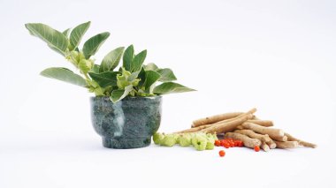 Bağışıklık güçlendirici bitki Withania somnifera, Ashwagandha olarak da bilinir kökleri ve portakal kırmızısı meyveleri yüzlerce yıldır tıbbi amaçlar için kullanılmaktadır.