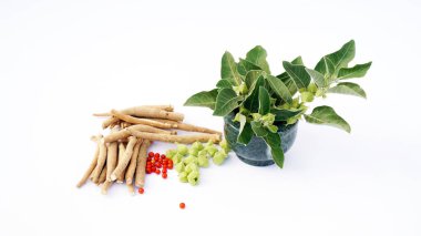 Bağışıklık güçlendirici bitki Withania somnifera, Ashwagandha olarak da bilinir kökleri ve portakal kırmızısı meyveleri yüzlerce yıldır tıbbi amaçlar için kullanılmaktadır.