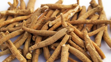 Ashwagandha Taze Yeşil Yaprakları Kök, İlaç Bitkisi, Withania Somnifera, Ashwagandha, Indian Ginseng, Poison Gooseberry, veya Winter Cherry olarak da bilinir..