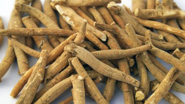 Ashwagandha Taze Yeşil Yaprakları Kök, İlaç Bitkisi, Withania Somnifera, Ashwagandha, Indian Ginseng, Poison Gooseberry, veya Winter Cherry olarak da bilinir..