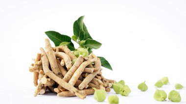 Withania somnifera, genellikle ashwagandha, Hint ginsengi, zehirli Bektaşi üzümü ya da kış kirazı olarak bilinir..