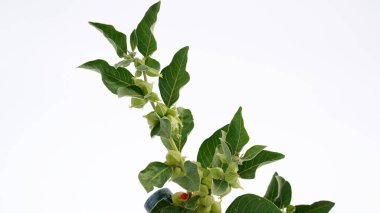 Withania somnifera, genellikle ashwagandha, Hint ginsengi, zehirli Bektaşi üzümü ya da kış kirazı olarak bilinir..