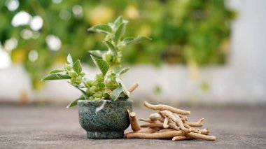 Withania somnifera, genellikle ashwagandha, Hint ginsengi, zehirli Bektaşi üzümü ya da kış kirazı olarak bilinir..