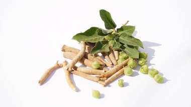 Ashwagandha Kuru Kök Şifalı Bitki ve Taze Yapraklar, Withania Somnifera, Ashwagandha, Indian Ginseng, Poison Gooseberry, veya Winter Cherry olarak da bilinir..