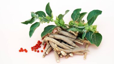 Ashwagandha Kuru Kök Şifalı Bitki ve Taze Yapraklar, Withania Somnifera, Ashwagandha, Indian Ginseng, Poison Gooseberry, veya Winter Cherry olarak da bilinir. Beyaz Arkaplanda İzole Edilmiş.