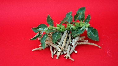 Ashwagandha Taze Yeşil Yaprakları Kök, İlaç Bitkisi, Withania Somnifera, Ashwagandha, Indian Ginseng, Poison Gooseberry, veya Winter Cherry olarak da bilinir..