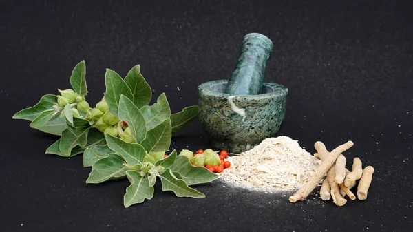 Ashwagandha Kuru Kök Şifalı Bitki ve Taze Yapraklar, Withania Somnifera, Ashwagandha, Indian Ginseng, Poison Gooseberry, veya Winter Cherry olarak da bilinir..