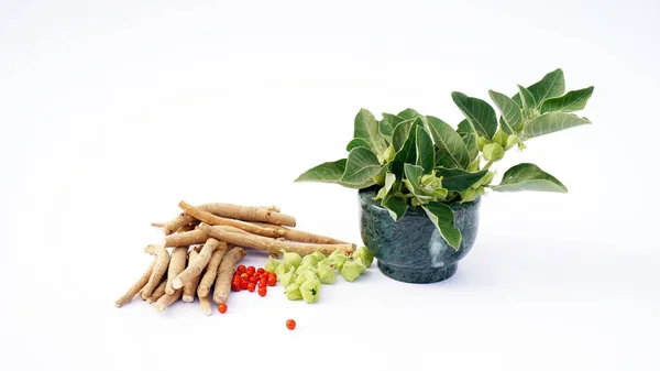 Ashwagandha Kuru Kök Şifalı Bitki ve Taze Yapraklar, Withania Somnifera, Ashwagandha, Indian Ginseng, Poison Gooseberry, veya Winter Cherry olarak da bilinir..