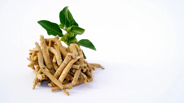 Ashwagandha Dry Root Medicinal Herb Fresh Leaves Also Known Withania — Stock Photo, Image