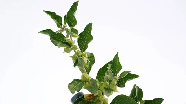 Withania somnifera, genellikle ashwagandha, Hint ginsengi, zehirli Bektaşi üzümü ya da kış kirazı olarak bilinir..