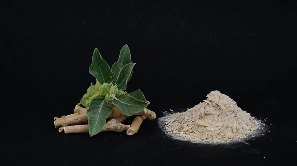 stock image Immunity booster plant, Withania somnifera, known commonly as ashwagandha Its roots and orange-red fruit have been used for hundreds of years for medicinal purposes