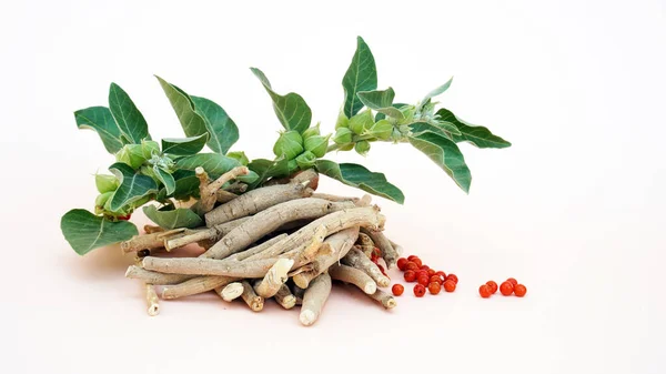 Ashwagandha Taze Yeşil Yaprakları Kök, İlaç Bitkisi, Withania Somnifera, Ashwagandha, Indian Ginseng, Poison Gooseberry, veya Winter Cherry olarak da bilinir..