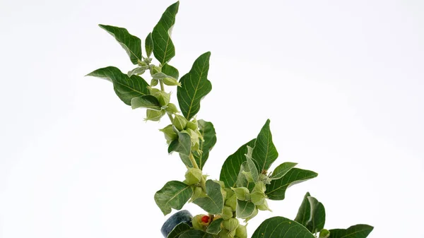 苏门答腊树 Ania Somnifera 通常被称为Ashwagandha Indian Ginseng Poison Gooseberry或Winter Cherry 是苏门答腊树科或树荫科的一种植物 图库图片