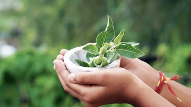 Ashwagandha Kuru Kök Şifalı Bitki ve Taze Yapraklar, Withania Somnifera, Ashwagandha, Indian Ginseng, Poison Gooseberry, veya Winter Cherry olarak da bilinir. Beyaz Arkaplanda İzole Edilmiş.