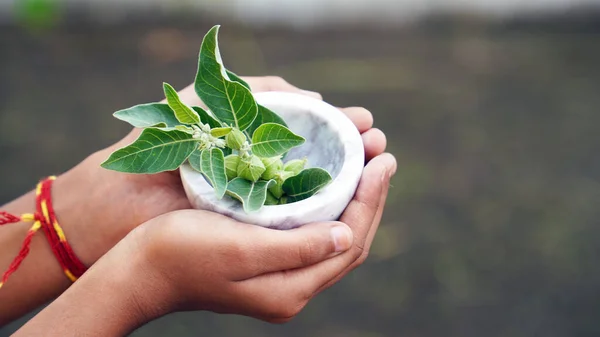 Ashwagandha Taze Yeşil Yaprakları Kök Laç Bitkisi Withania Somnifera Ashwagandha — Stok fotoğraf