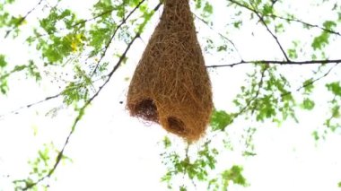 baya weaver kuş yuva bir dalı