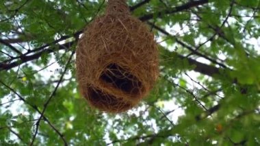 baya weaver kuş yuva bir dalı