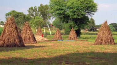 Pearl Millet veya Bajra. Tarlada bir sürü organik darı kulağı var. Hint yaz ekinleri hasat konsepti. Pennisetum glaucum. Sikar, Rajasthan, Hindistan - 22 Sep 2023