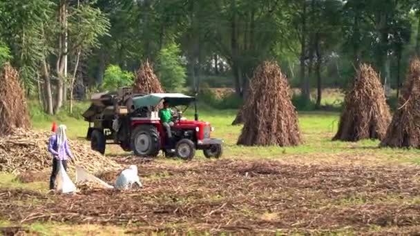 Трактор Работает Молотилкой Поле Фермеры Отделяют Соломенную Шелуху Зерна Сельском — стоковое видео