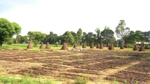 Traktor Pracuje Hranolovým Strojem Terénu Zemědělci Oddělující Plevy Slámy Zrn — Stock video
