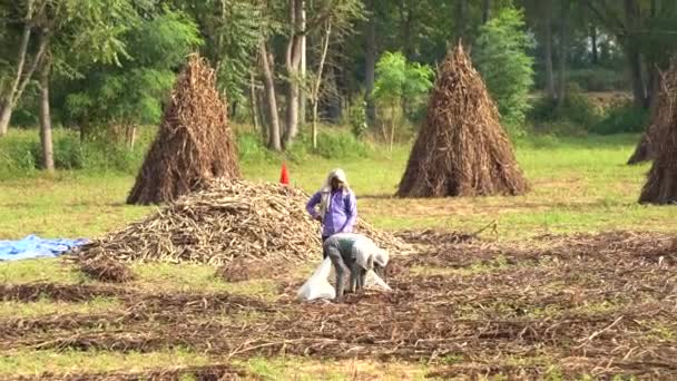 분야에 서미스터 기계를 사용하는 트랙터 분야에서 곡물에서 황혼을 시카르 라자스탄 — 비디오