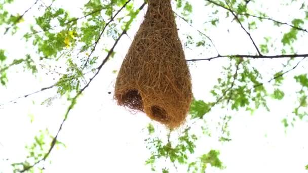 Baya Weaver Πουλί Φωλιά Ένα Κλαδί Του Δέντρου — Αρχείο Βίντεο