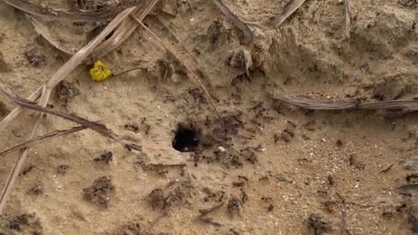 Μυρμήγκια Περπατούσαν Στο Έδαφος Και Κουβαλούσαν Ένα Σιτάρι Μυρμήγκι Που — Αρχείο Βίντεο