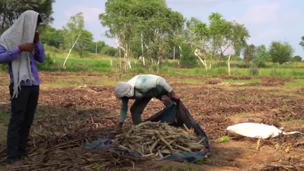 Pearl Millet Albo Bajra Wiele Organicznych Uszu Prosa Zbiera Się — Wideo stockowe