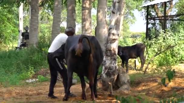 Búfalo Indiano Búfalo Doméstico Asiático Fazendeiro Cuidando Seu Búfalo Limpar — Vídeo de Stock