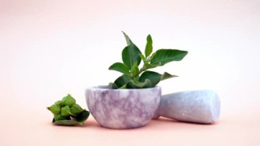 Withania somnifera olarak bilinen Ashwagandha, Solanaceae bitkisi sabah sisli arka planda. Yeşil yapraklı Ashwagandha şubesi. Zehirli Bektaşi üzümü 'nün yakın plan görüntüsü ya da kış kirazı. Sağlık hizmetleri