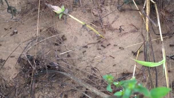 Mravenci Kráčející Zemi Nesoucí Zrní Mravenec Pracující Cestě — Stock video