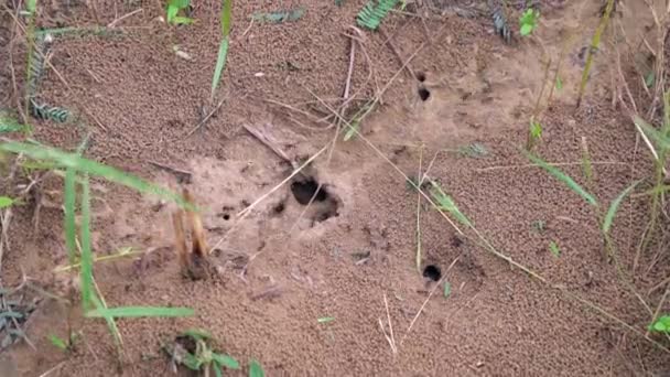 Mrówki Chodzą Ziemi Niosą Ziarno Mrówka Pracująca Drodze — Wideo stockowe