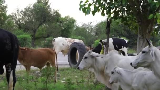 Two Indian Angry Bulls Wild Fight Each Other Highway Road — Stock Video