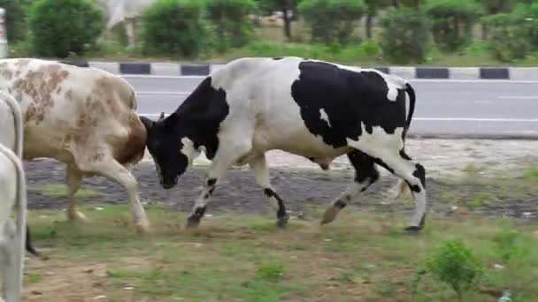 两只印第安人愤怒的公牛队在高速公路上展开激烈的搏斗 周围尘土飞扬 Sikar Rajasthan India Sep 2023 — 图库视频影像