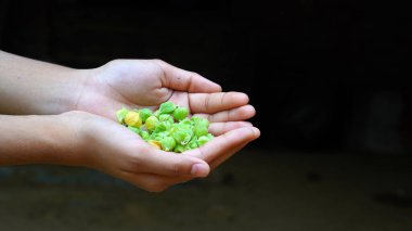 Ashwagandha Kuru Kök Şifalı Bitki ve Taze Yapraklar, Withania Somnifera, Ashwagandha, Indian Ginseng, Poison Gooseberry, veya Winter Cherry olarak da bilinir. Beyaz Arkaplanda İzole Edilmiş.
