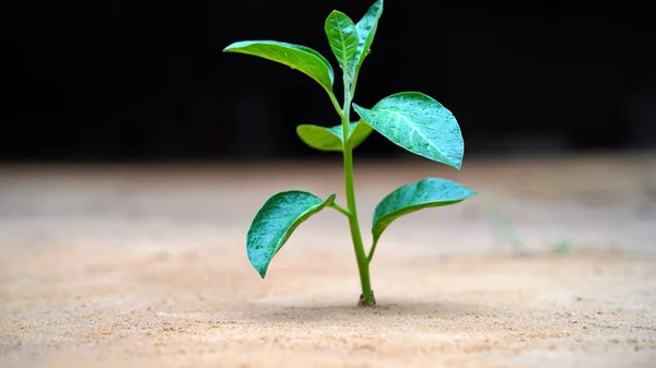 Ashwagandha Dry Root Medicinal Herb Met Verse Bladeren Ook Bekend — Stockfoto