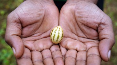 Kachri ya da Cucumis callosus, Kachri Hindistan 'ın bir çöl meyvesidir. Rajasthani yabani kavunu Rajasthan Kachri ya da kaachra 'da bilinir.